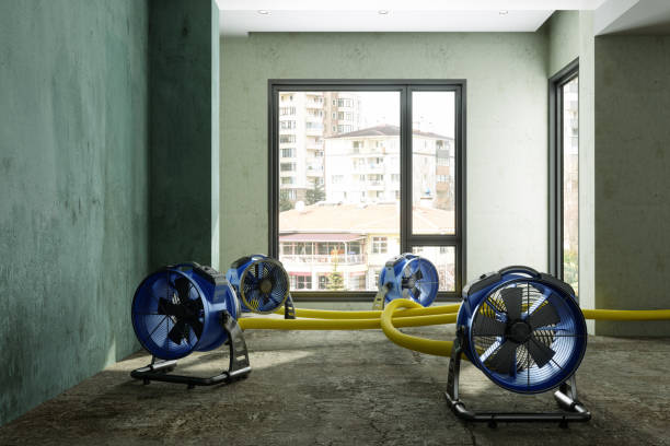Best Mold removal after water damage  in Deer Park, IL